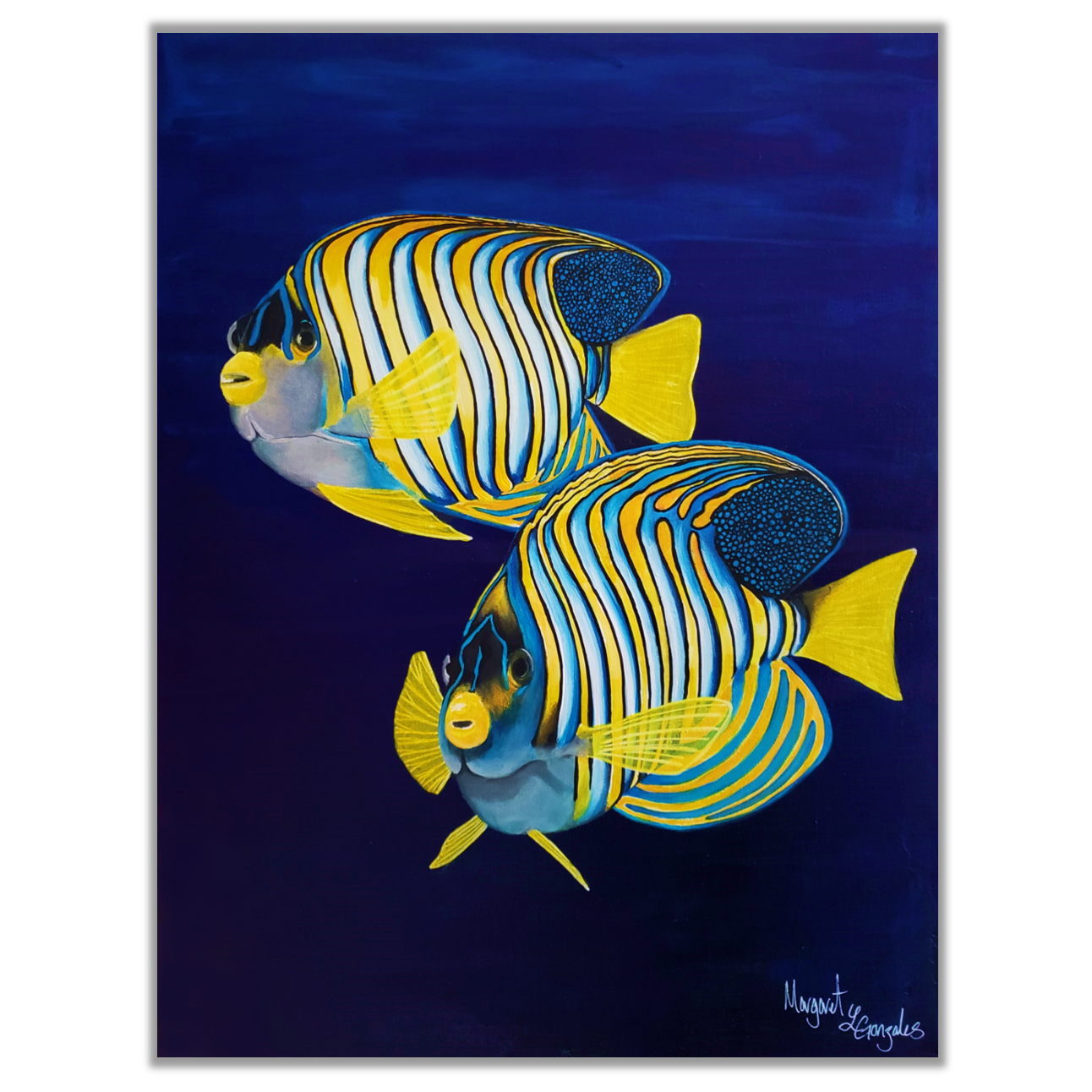 Royal Angelfish